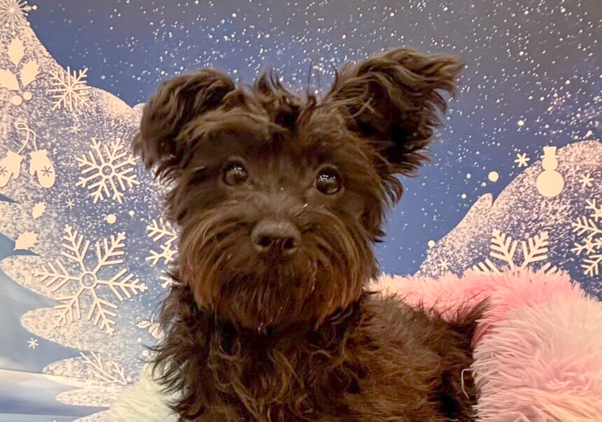 栃木県のハーフ犬・ミックス犬 (ペッツワン大田原店/2025年5月22日生まれ/女の子/ブラックホワイト)の子犬